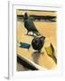 Pigeons, 2003-Daniel Clarke-Framed Giclee Print