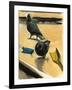 Pigeons, 2003-Daniel Clarke-Framed Giclee Print