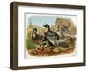 Pigeons and Doves on Rooftops-null-Framed Art Print