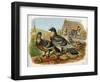 Pigeons and Doves on Rooftops-null-Framed Art Print