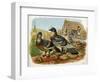 Pigeons and Doves on Rooftops-null-Framed Art Print