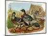 Pigeons and Doves on Rooftops-null-Mounted Art Print