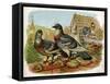 Pigeons and Doves on Rooftops-null-Framed Stretched Canvas