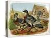 Pigeons and Doves on Rooftops-null-Stretched Canvas