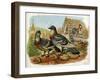 Pigeons and Doves on Rooftops-null-Framed Art Print