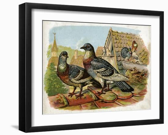 Pigeons and Doves on Rooftops-null-Framed Art Print