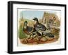 Pigeons and Doves on Rooftops-null-Framed Art Print