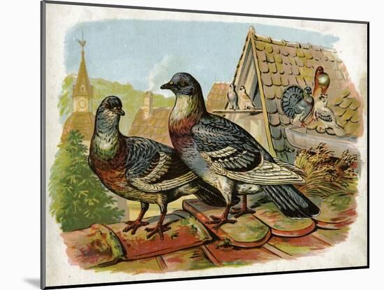 Pigeons and Doves on Rooftops-null-Mounted Art Print