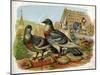 Pigeons and Doves on Rooftops-null-Mounted Art Print