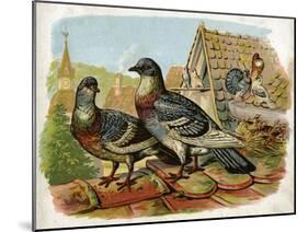 Pigeons and Doves on Rooftops-null-Mounted Art Print