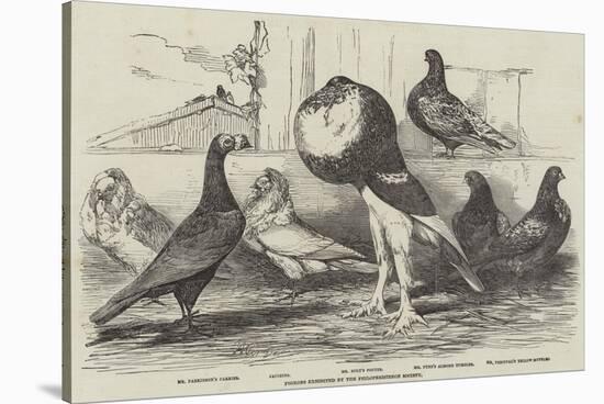 Pigeons Exhibited by the Philoperisteron Society-Harrison William Weir-Stretched Canvas