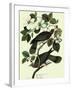 Pigeons in Dogwood-John James Audubon-Framed Giclee Print