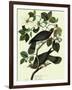 Pigeons in Dogwood-John James Audubon-Framed Giclee Print