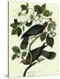 Pigeons in Dogwood-John James Audubon-Stretched Canvas