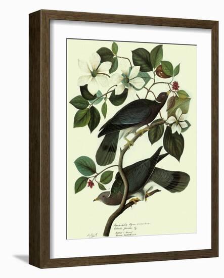 Pigeons in Dogwood-John James Audubon-Framed Giclee Print