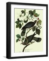 Pigeons in Dogwood-John James Audubon-Framed Giclee Print