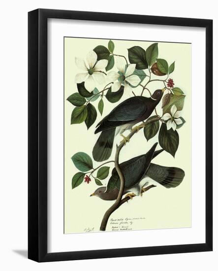 Pigeons in Dogwood-John James Audubon-Framed Giclee Print