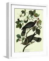 Pigeons in Dogwood-John James Audubon-Framed Giclee Print