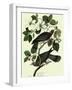Pigeons in Dogwood-John James Audubon-Framed Giclee Print