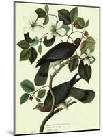 Pigeons in Dogwood-John James Audubon-Mounted Giclee Print