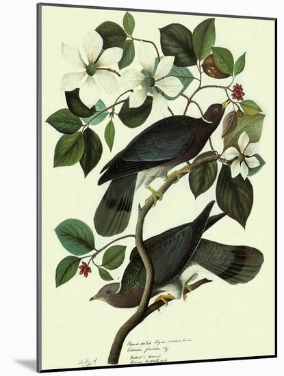 Pigeons in Dogwood-John James Audubon-Mounted Giclee Print