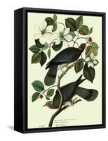 Pigeons in Dogwood-John James Audubon-Framed Stretched Canvas