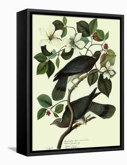 Pigeons in Dogwood-John James Audubon-Framed Stretched Canvas