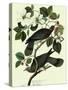 Pigeons in Dogwood-John James Audubon-Stretched Canvas