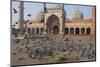 Pigeons in Mosque, Jama Masjid Mosque, Delhi, India-Peter Adams-Mounted Photographic Print