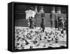 Pigeons in Trafalgar Square, London, 1926-1927-null-Framed Stretched Canvas