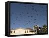 Pigeons in Umayyad Mosque Courtyard, Damascus, Syria, Middle East-Christian Kober-Framed Stretched Canvas