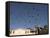 Pigeons in Umayyad Mosque Courtyard, Damascus, Syria, Middle East-Christian Kober-Framed Stretched Canvas