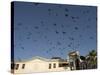 Pigeons in Umayyad Mosque Courtyard, Damascus, Syria, Middle East-Christian Kober-Stretched Canvas