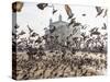 Pigeons, India Gate, Colaba, Mumbai (Bombay), India-Peter Adams-Stretched Canvas
