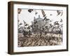 Pigeons, India Gate, Colaba, Mumbai (Bombay), India-Peter Adams-Framed Photographic Print