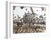 Pigeons, India Gate, Colaba, Mumbai (Bombay), India-Peter Adams-Framed Photographic Print