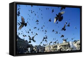 Pigeons Large Flock in Trafalgar Square-null-Framed Stretched Canvas
