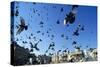 Pigeons Large Flock in Trafalgar Square-null-Stretched Canvas