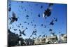 Pigeons Large Flock in Trafalgar Square-null-Mounted Photographic Print