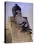 Pigeons on the Roof-Joseph Crawhall-Stretched Canvas