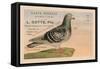Pigeons Voyageurs-null-Framed Stretched Canvas
