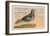 Pigeons Voyageurs-null-Framed Art Print