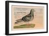 Pigeons Voyageurs-null-Framed Art Print