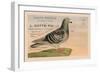 Pigeons Voyageurs-null-Framed Art Print