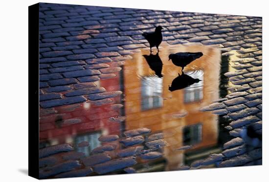 Pigeons-Allan Wallberg-Stretched Canvas