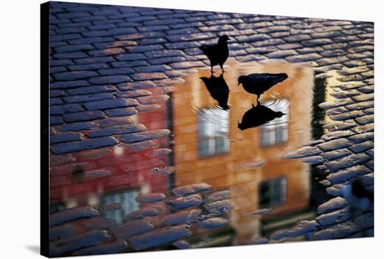 Pigeons-Allan Wallberg-Stretched Canvas