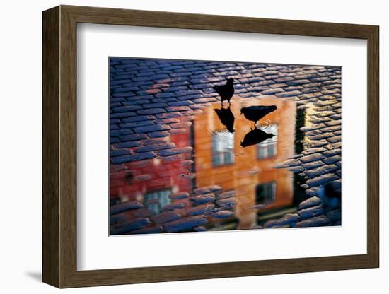 Pigeons-Allan Wallberg-Framed Photographic Print