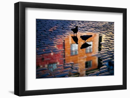 Pigeons-Allan Wallberg-Framed Photographic Print