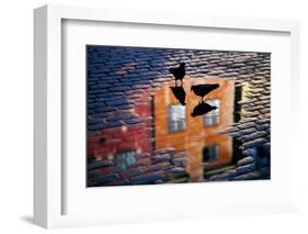 Pigeons-Allan Wallberg-Framed Photographic Print