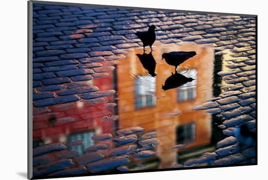 Pigeons-Allan Wallberg-Mounted Photographic Print